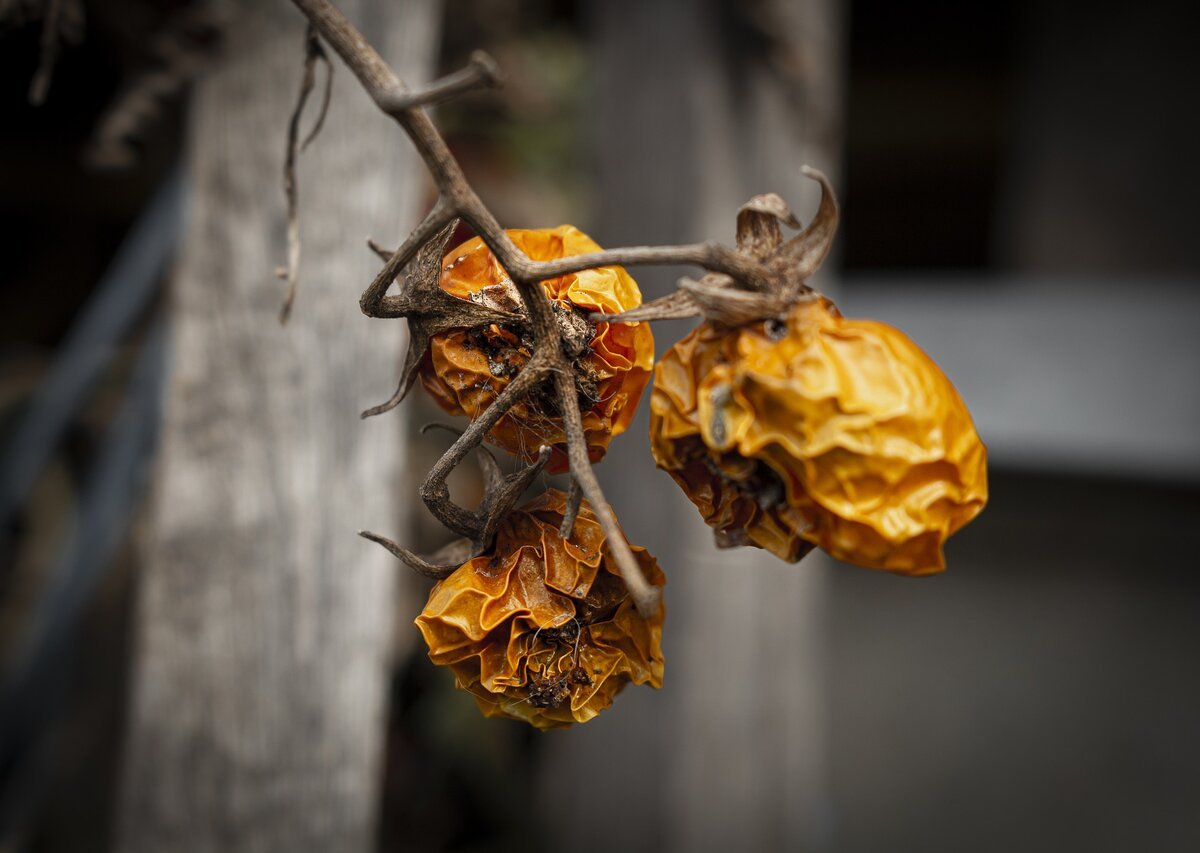 Гнилые овощи