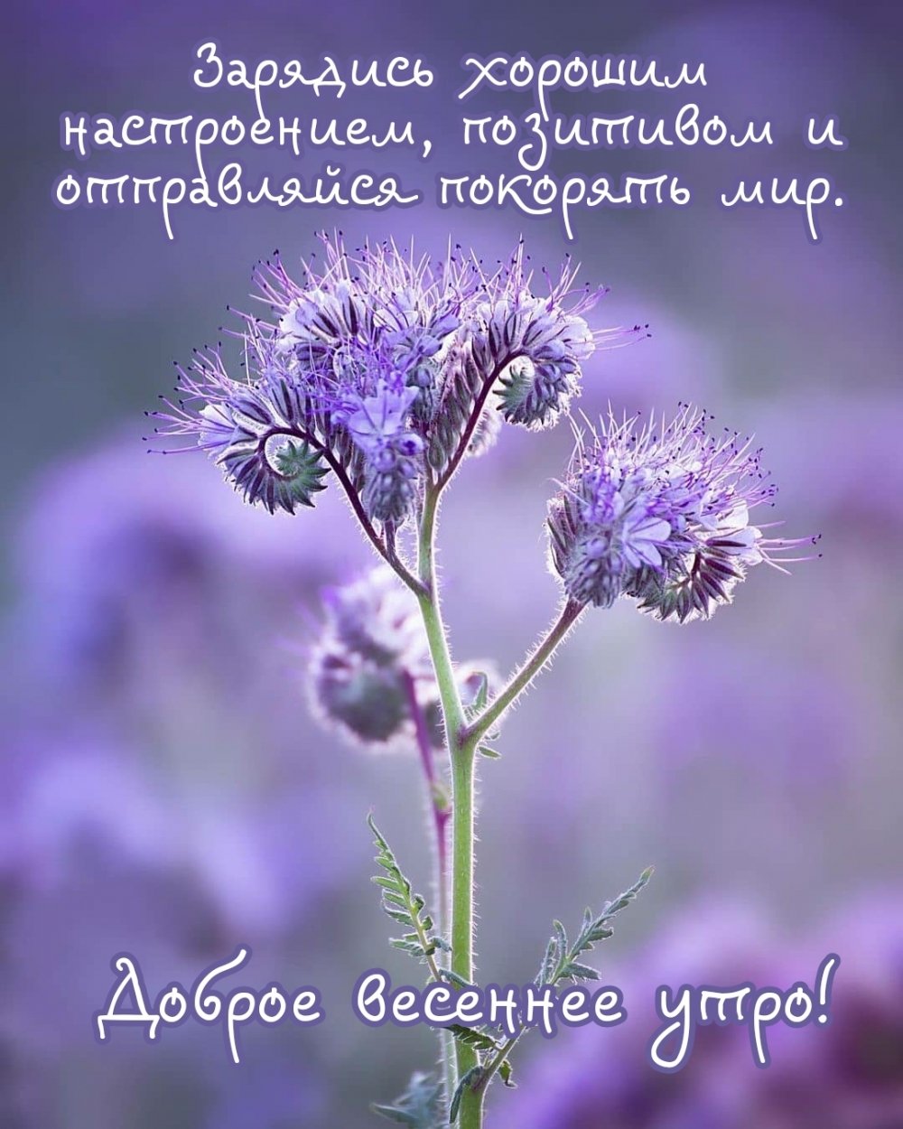Доброе утро мир Весна