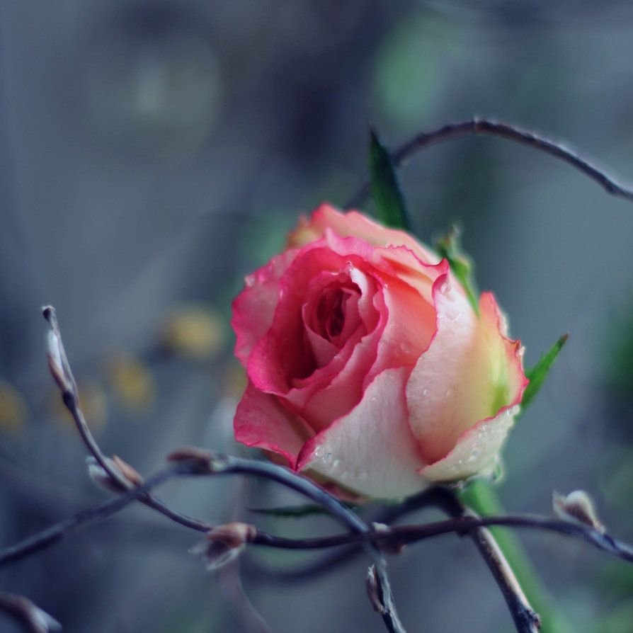 Открытка доброго здравия