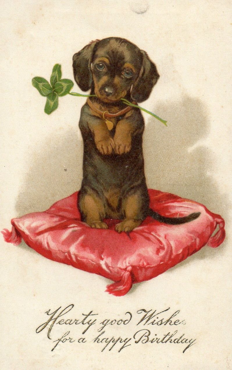 Такса поздравляет с 9 мая