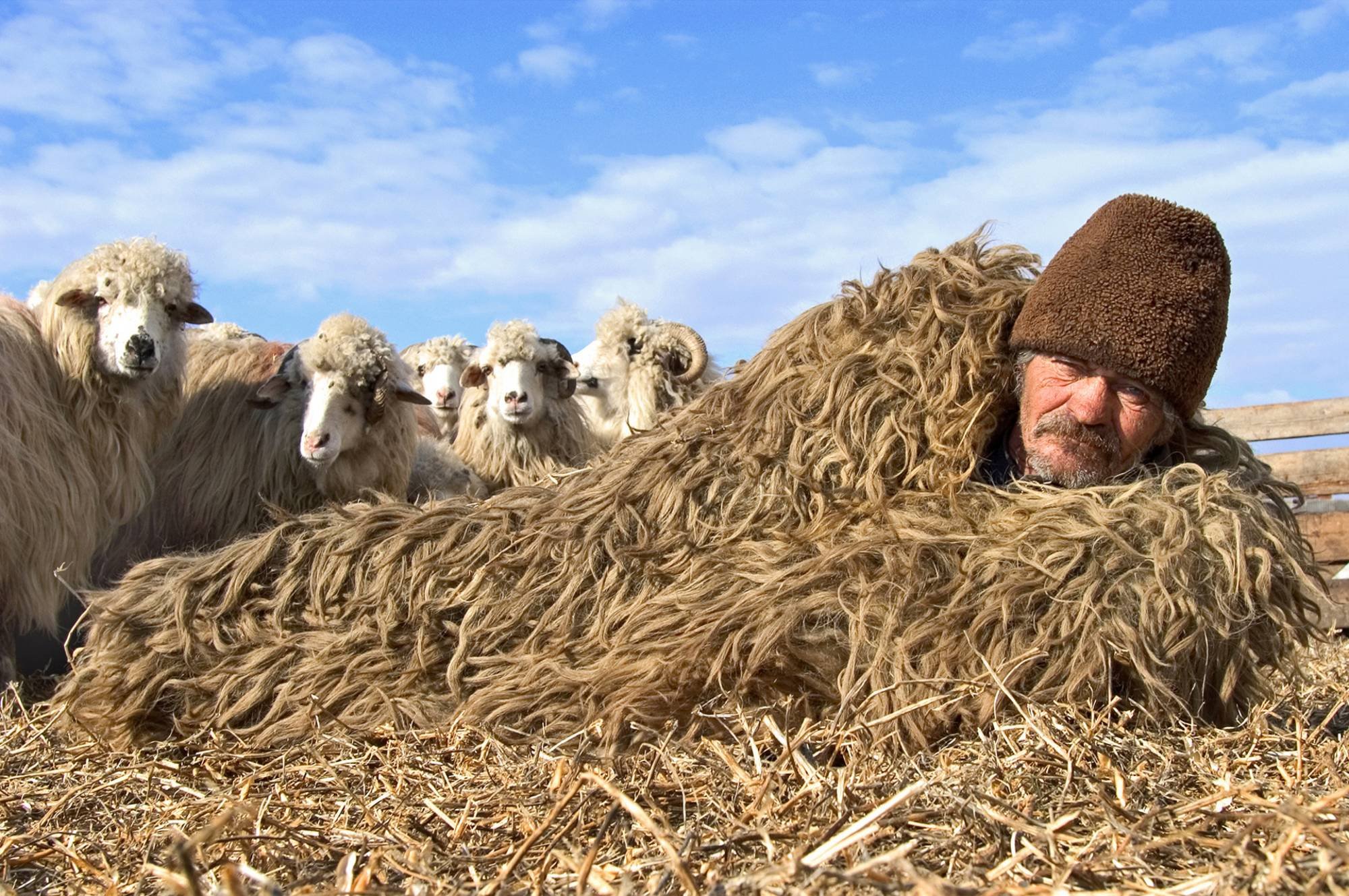 Люди ягнята. Чабан пастух овец. Чабан пастух Кавказ. Пастух Баранов.