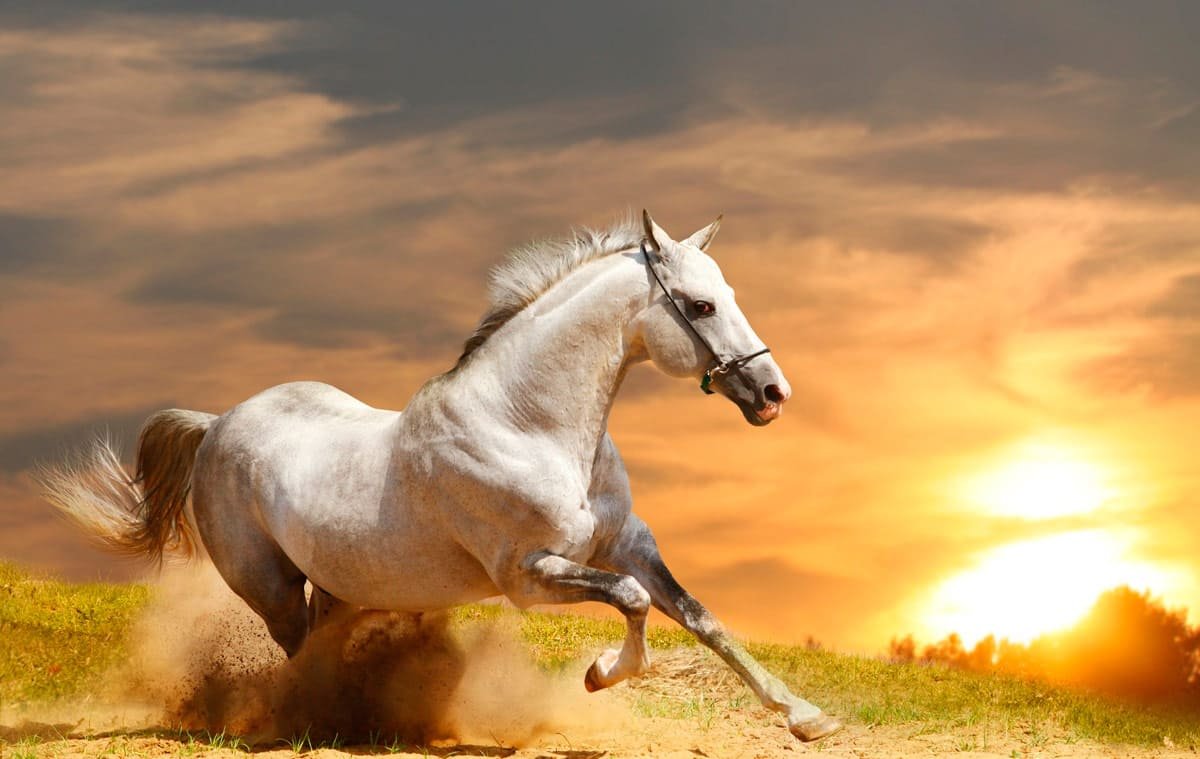 Белая лошадь бежит