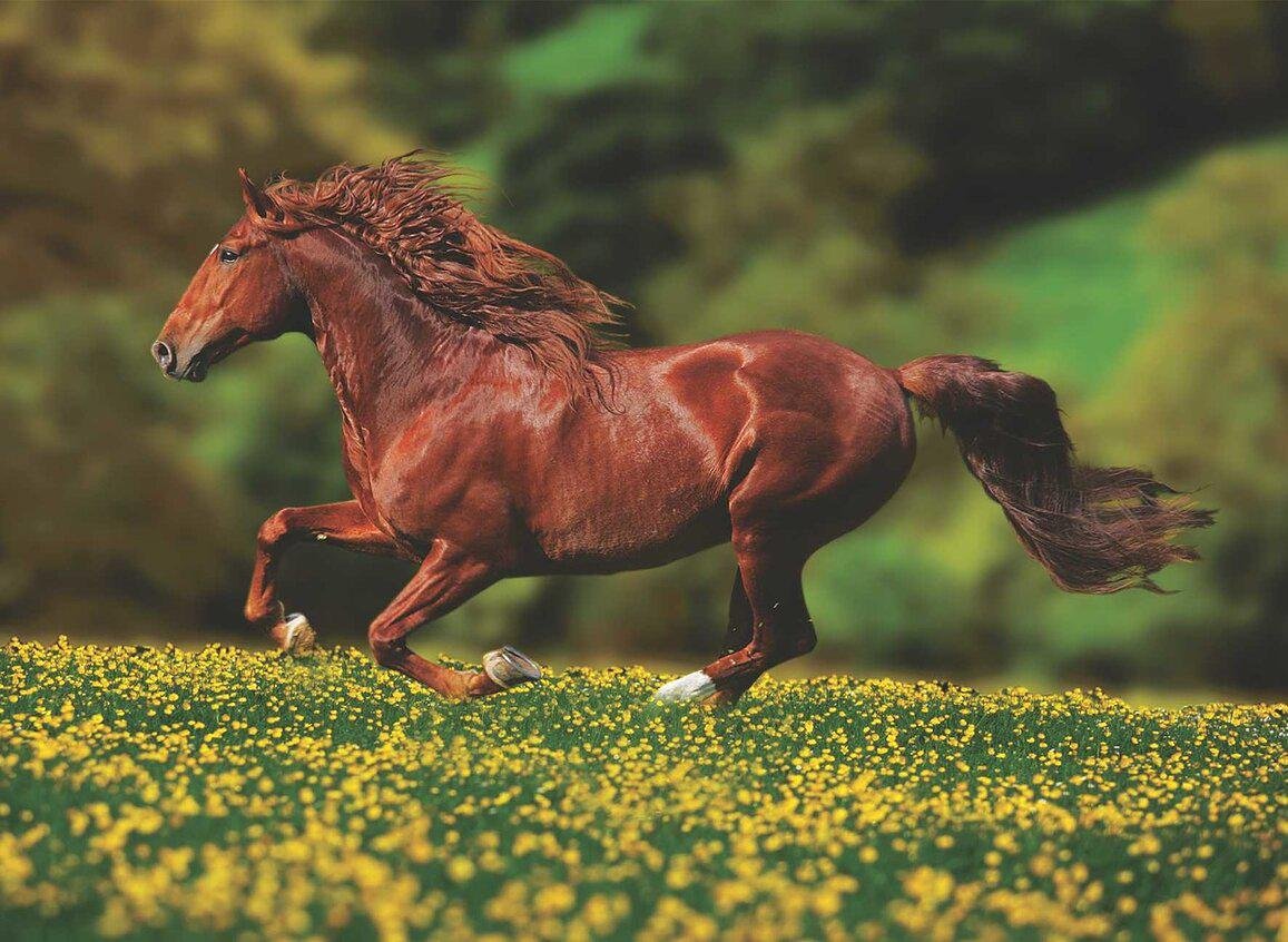 Лошадь галоп