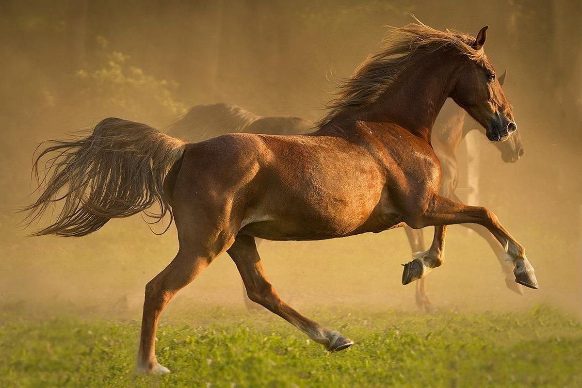 Лошадь галоп