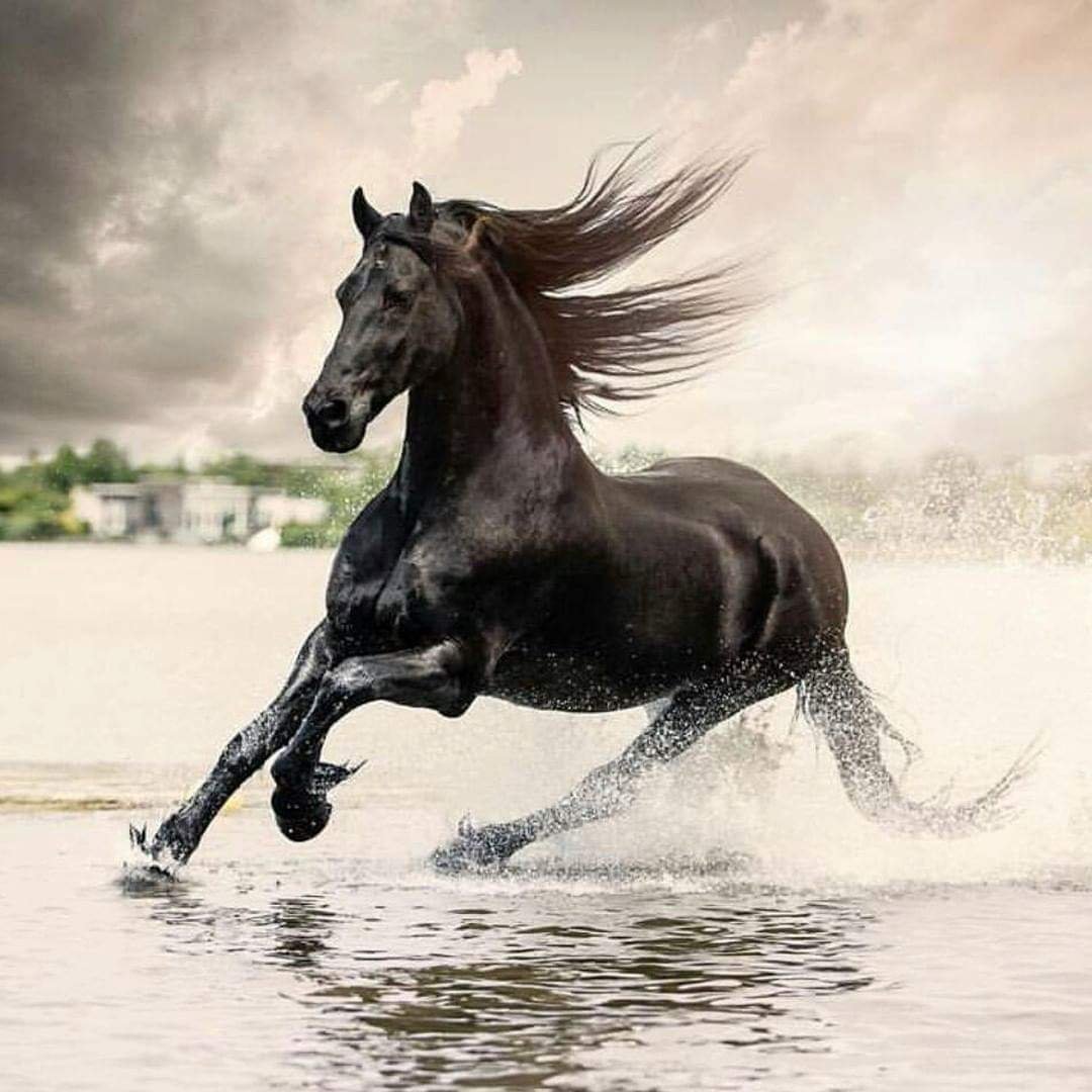 Красивые лошади