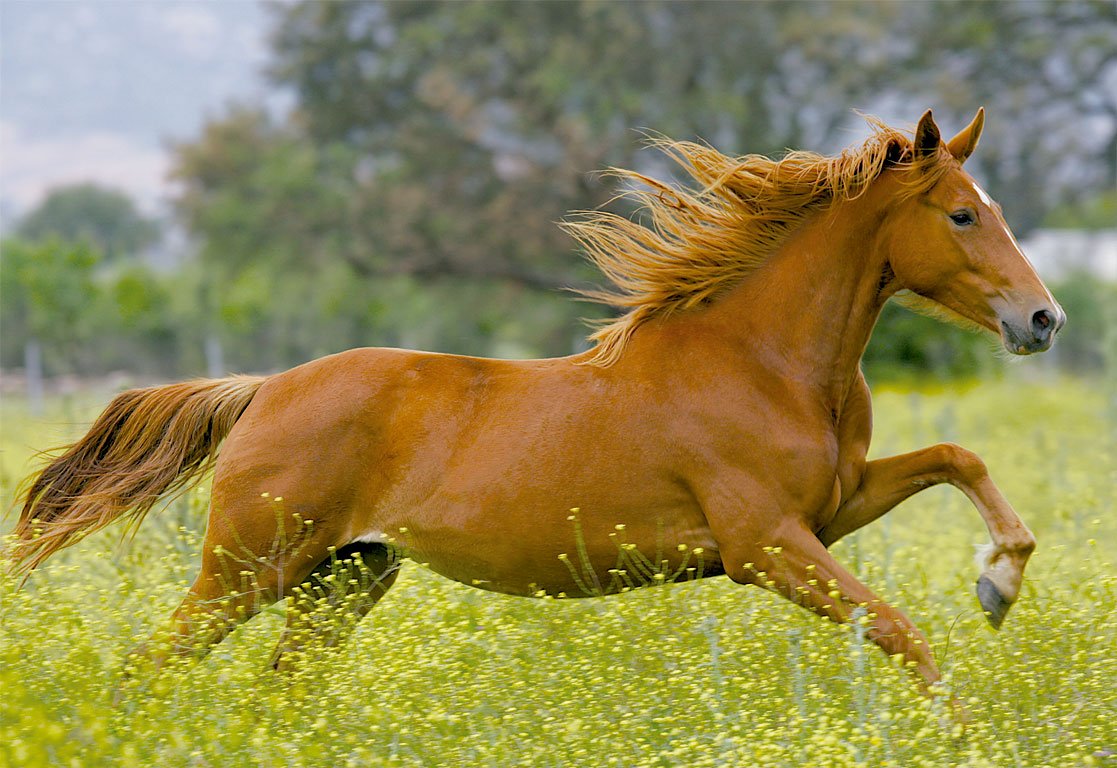 Табун диких лошадей