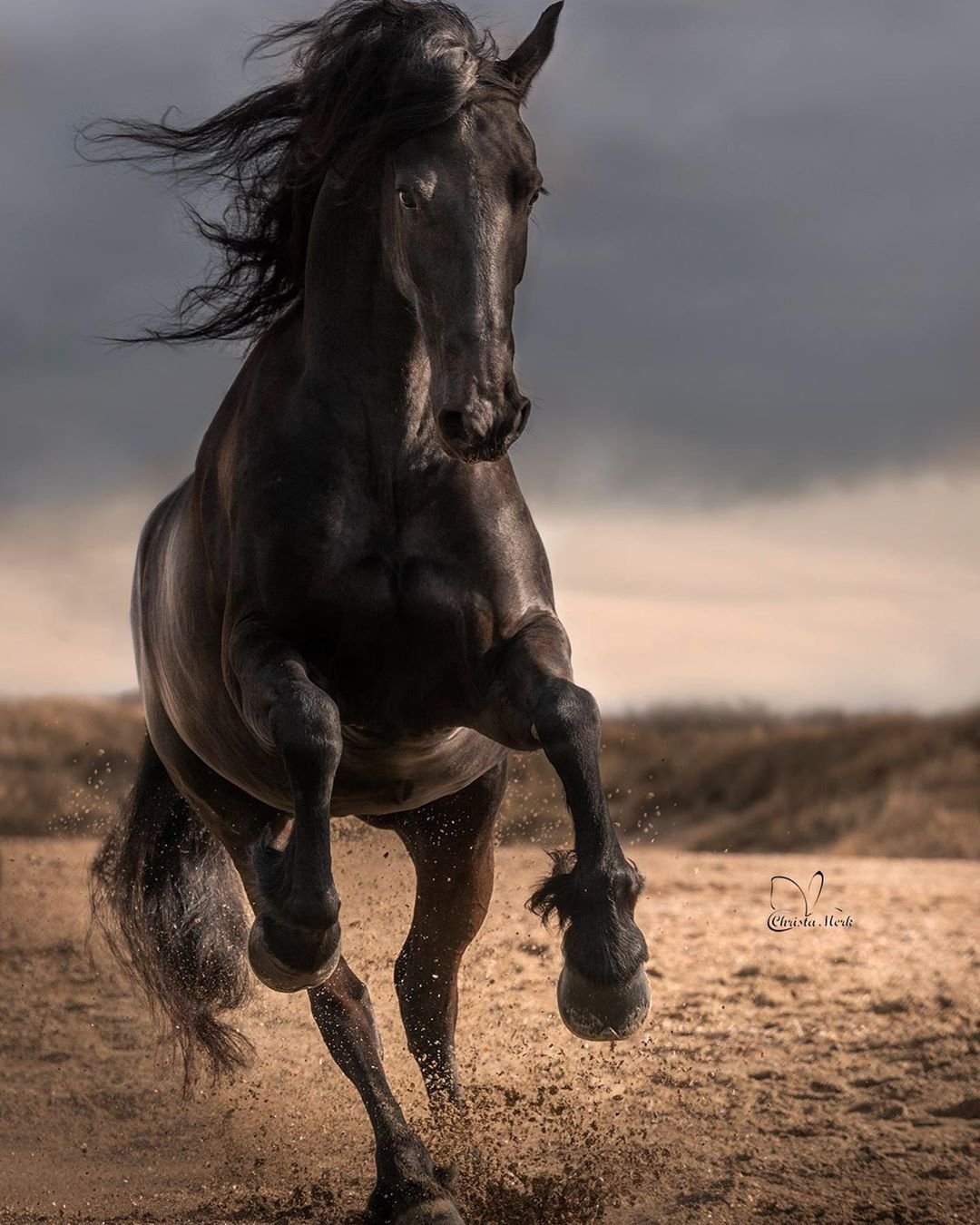 Бегущие вороные лошади