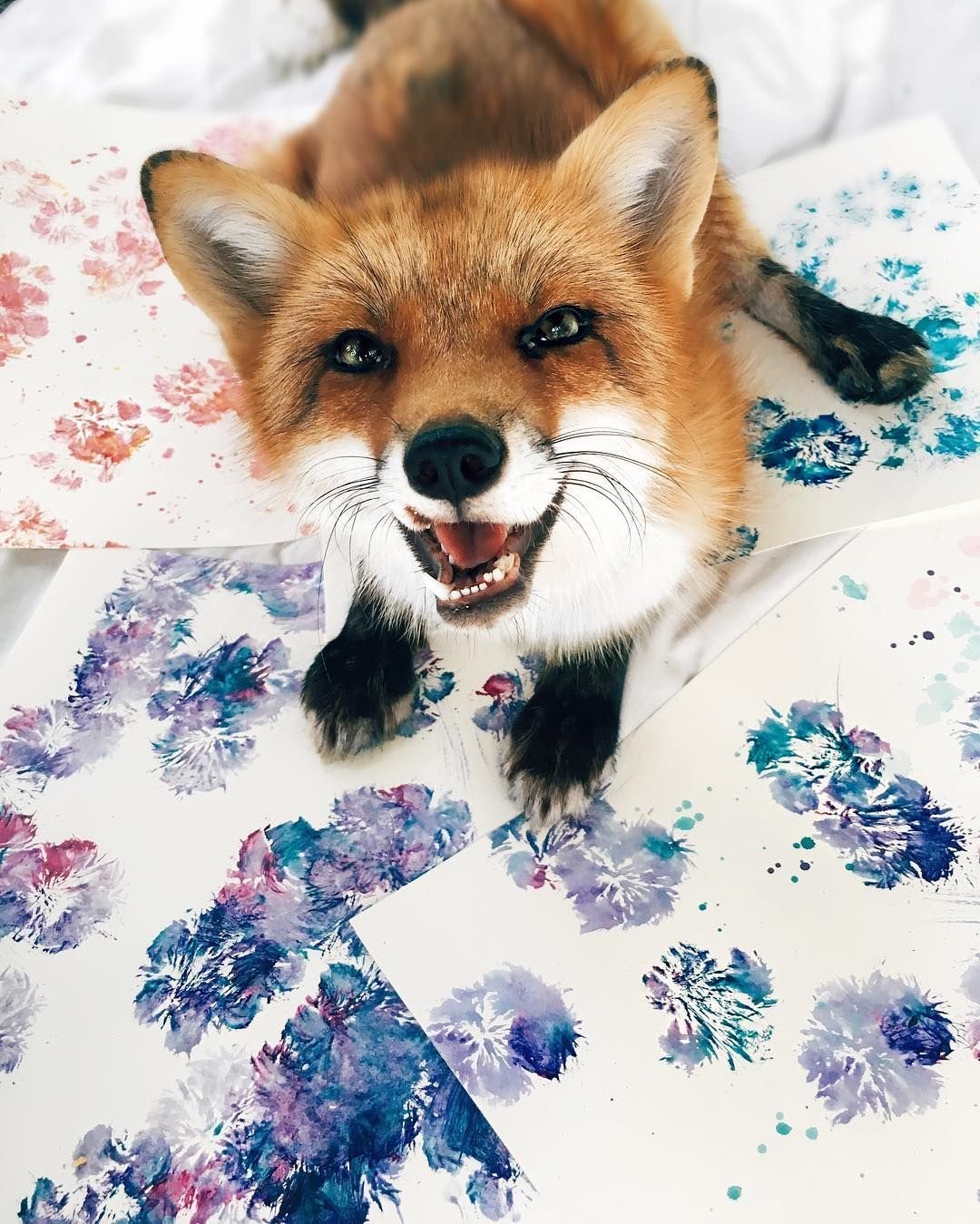 Счастливая лиса Джунипер