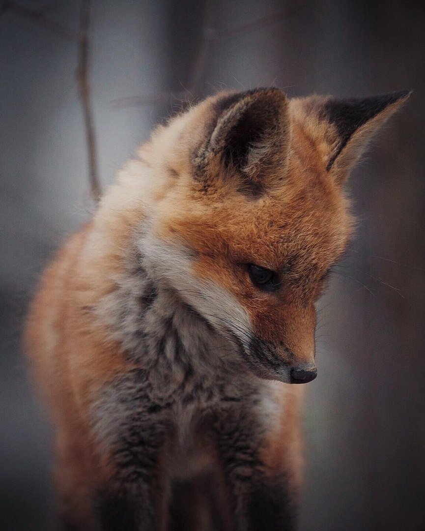 Грустная Лисичка