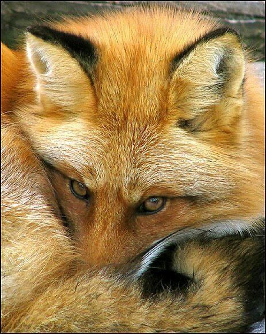 Лиса плачет