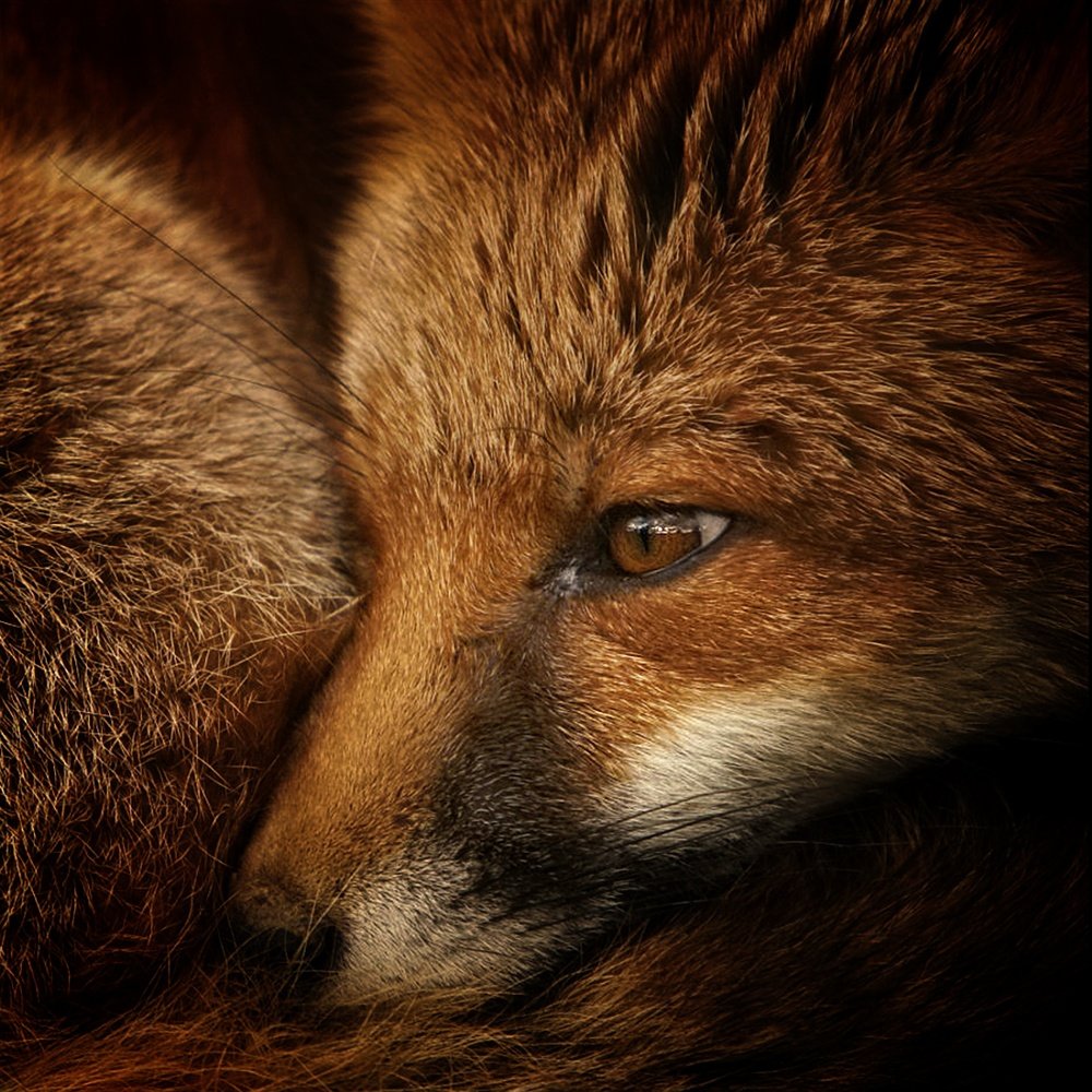 Одинокая лиса