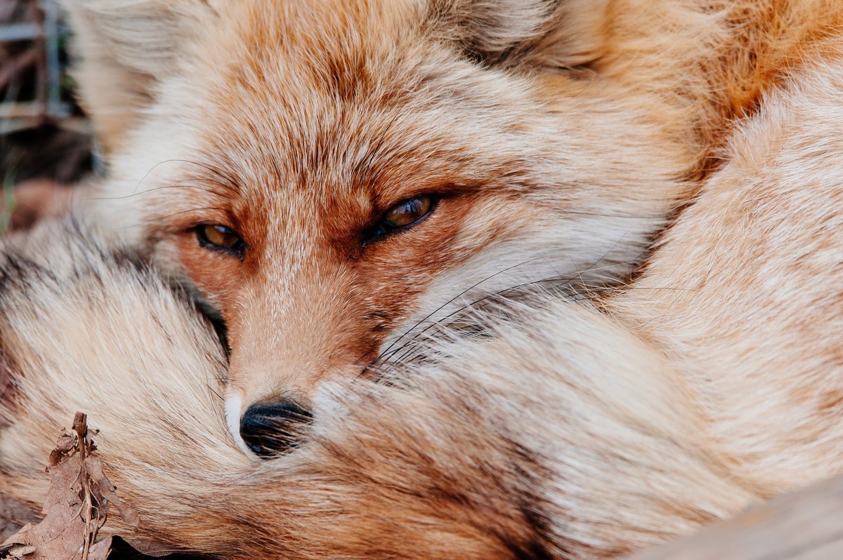 Лиса плачет