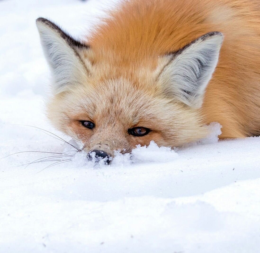 Грустная лиса