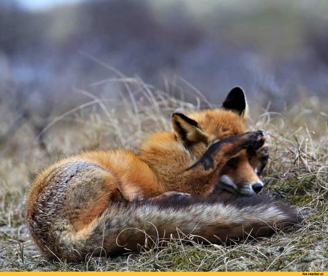 Печальная лиса