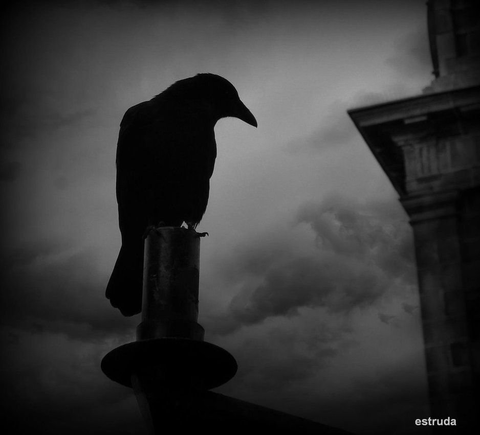 Силуэт ворона