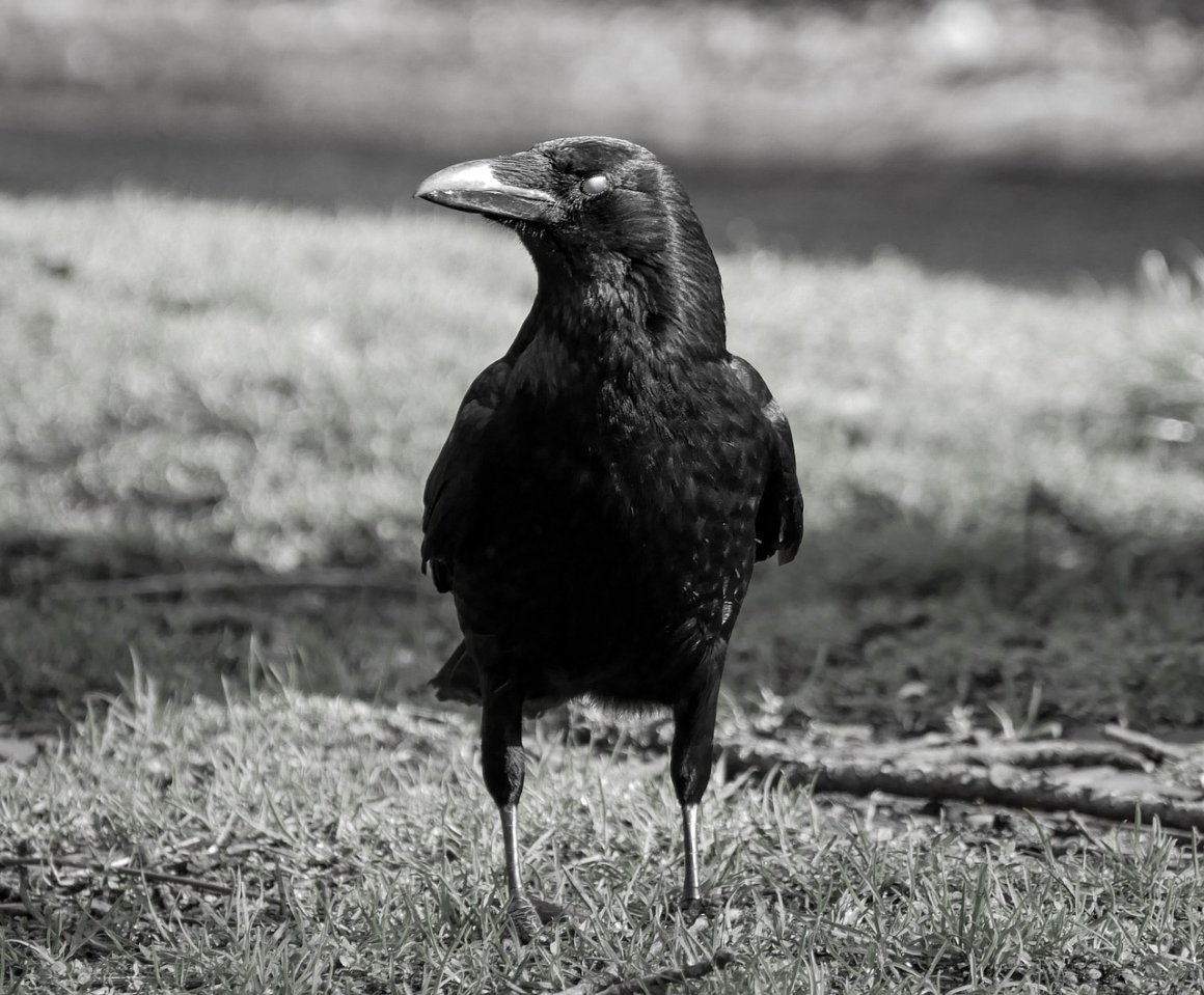 Гравировка ворона