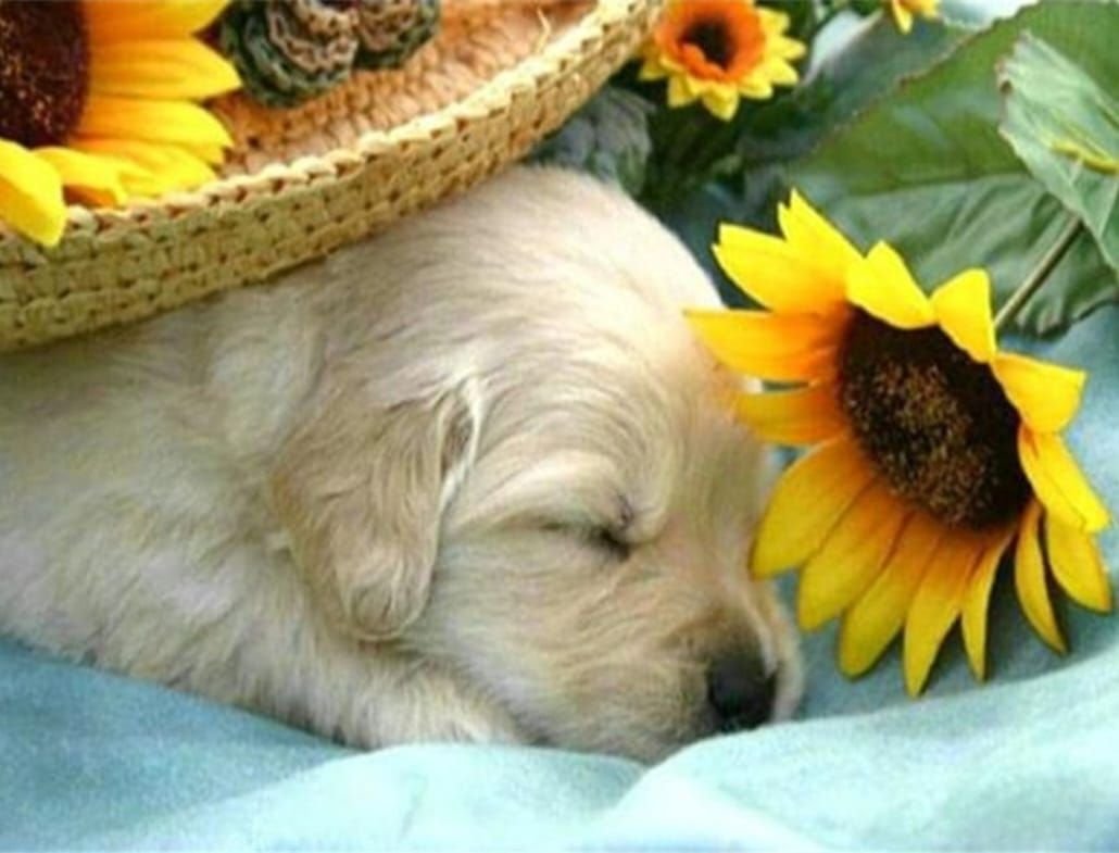 Добрый вечер с котиками