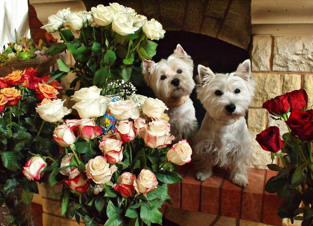 Милые животные спят