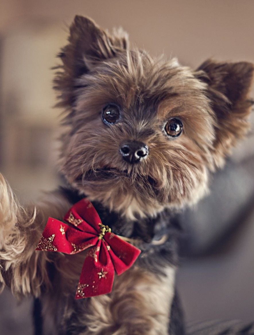 Картинки добрый вечер с собакой