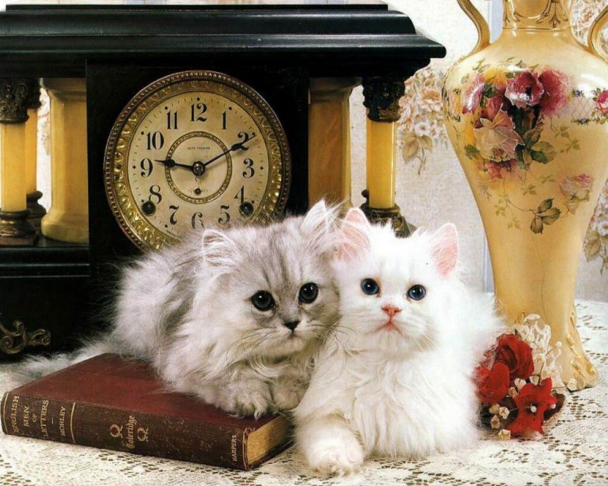 Милые собачки с бантиком