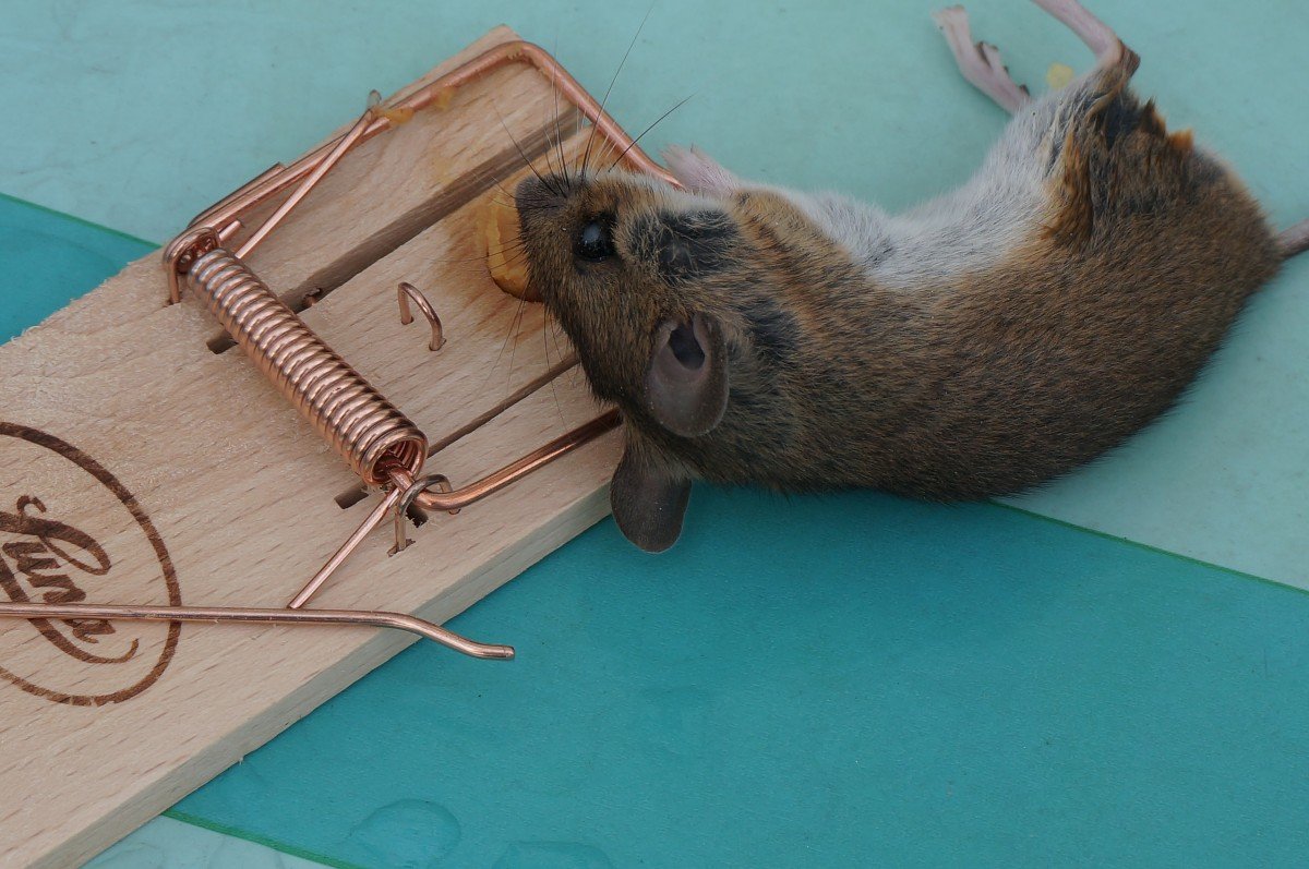 Мышка в мышеловке