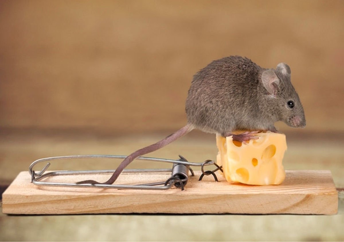 Мышка с сыром в мышеловке