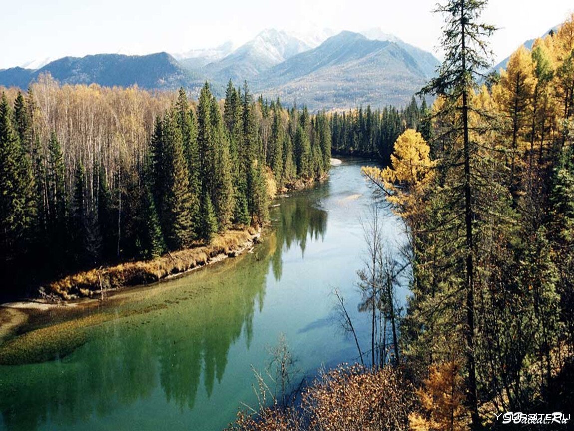 Баргузинский бурый медведь