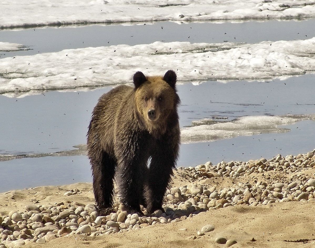 Баргузинский заповедник эмблема
