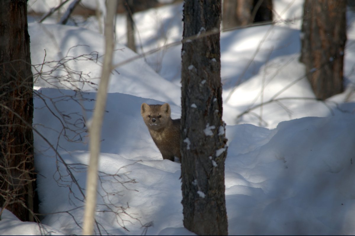 Баргузинский заповедник Тайга