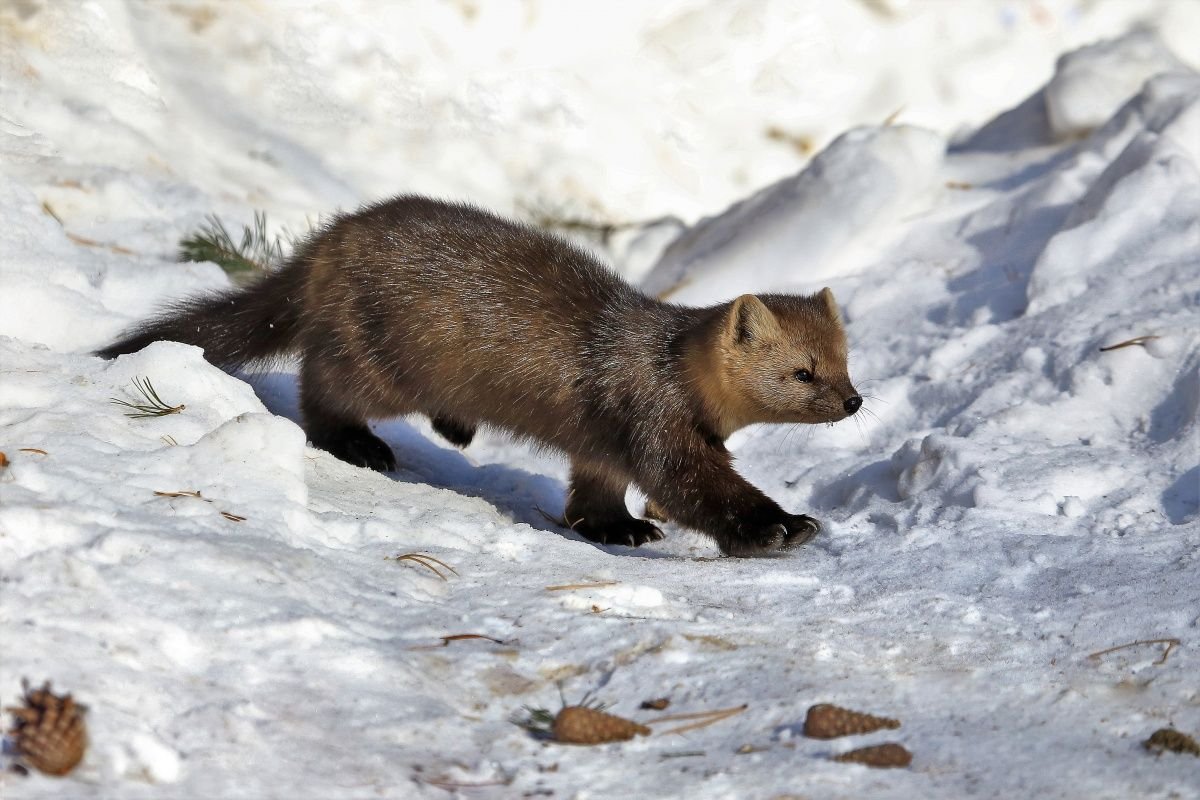 Хариусовые озера Баргузинский заповедник