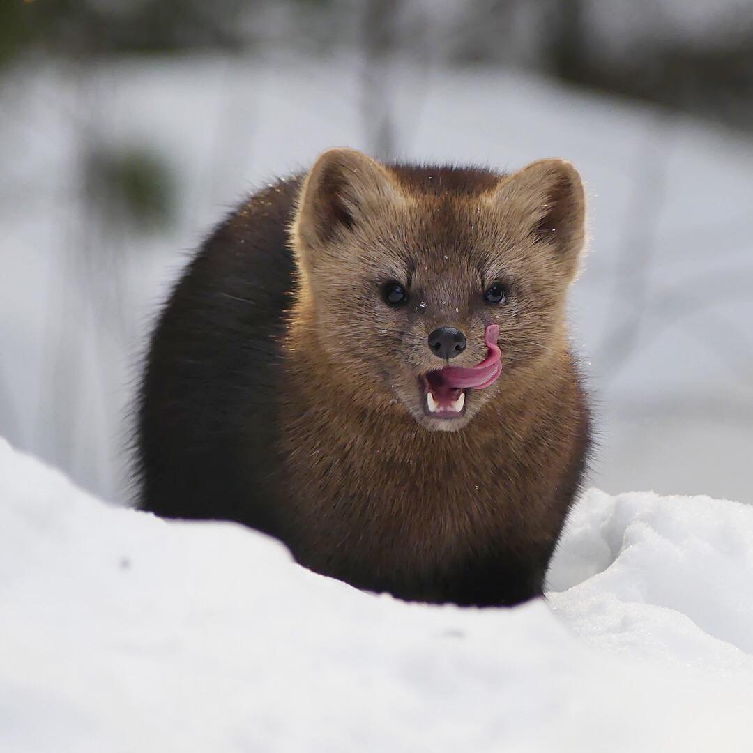 Национальный парк России Баргузинский