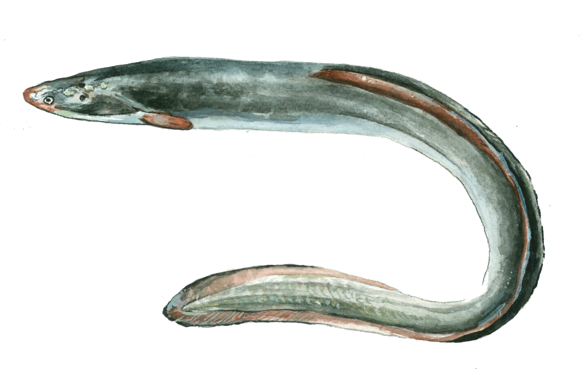 Речной угорь (Anguilla Anguilla)