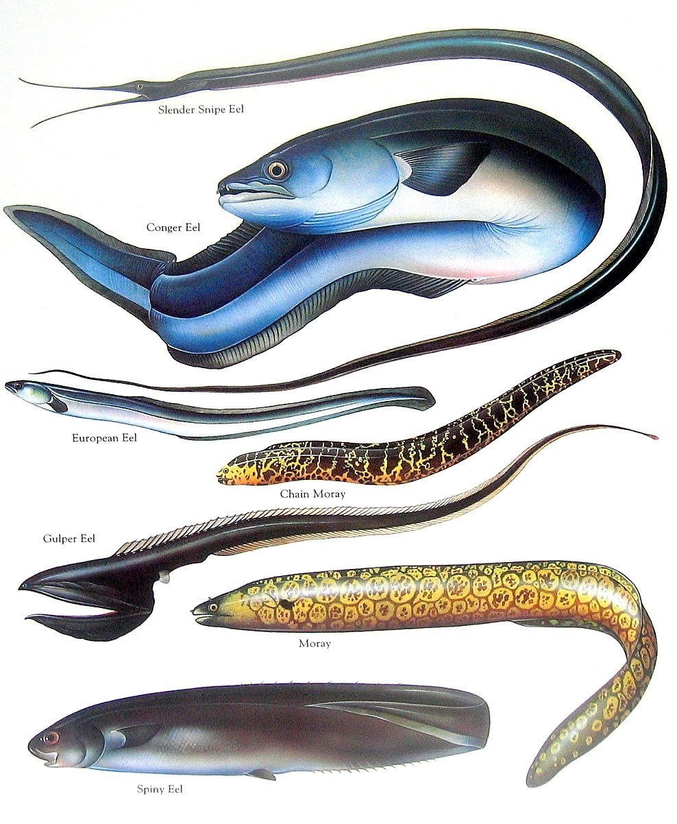 Угорь рисунок