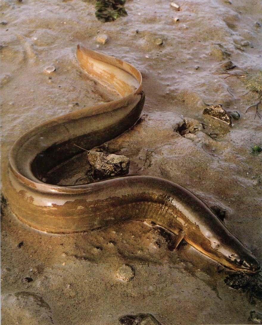 Морская змея мурена