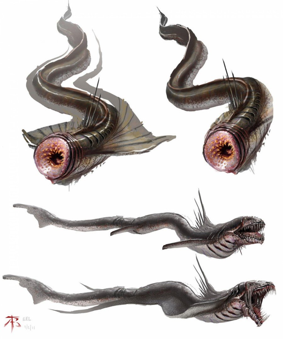 Морской угорь Conger Conger