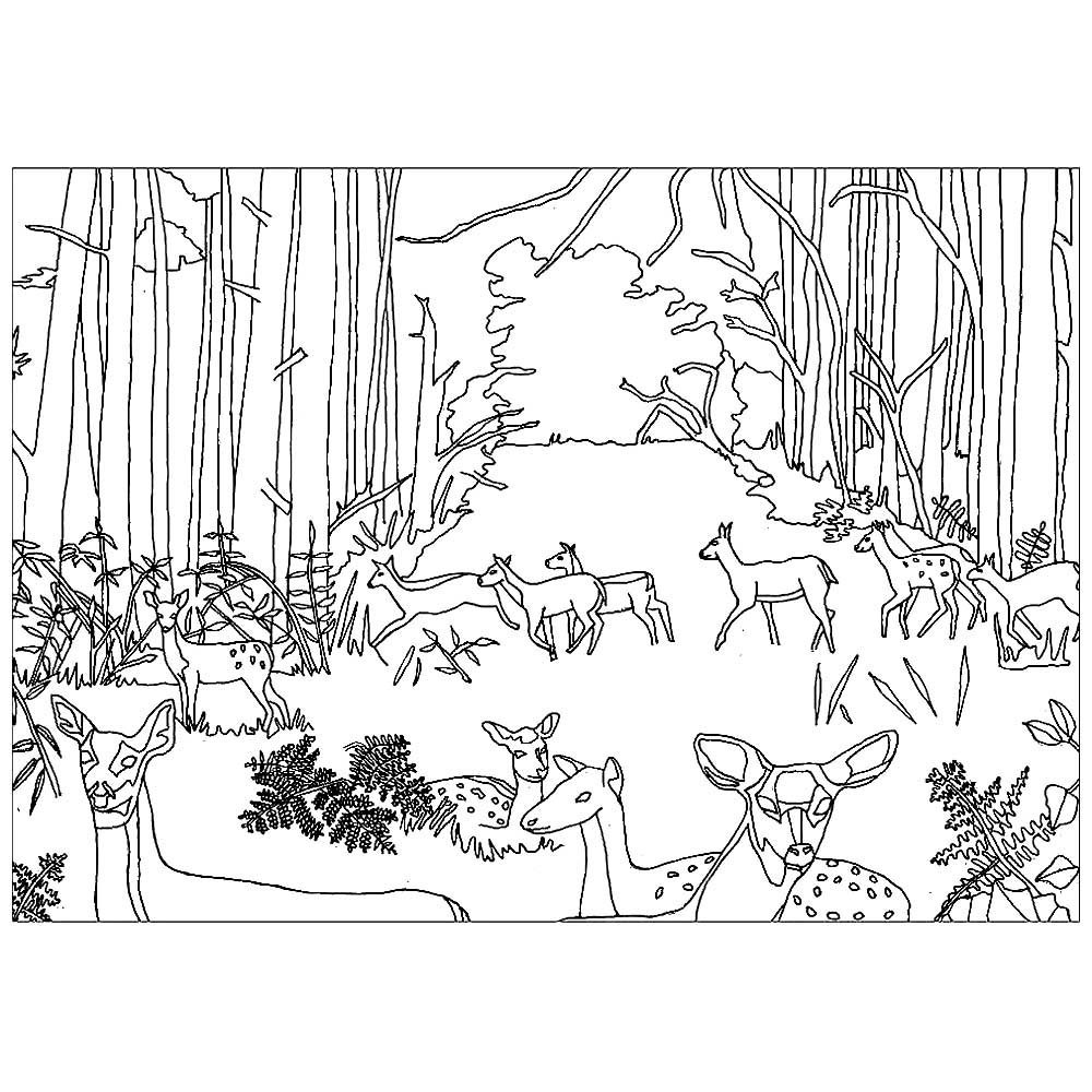 Раскраска лес для детей 8 лет