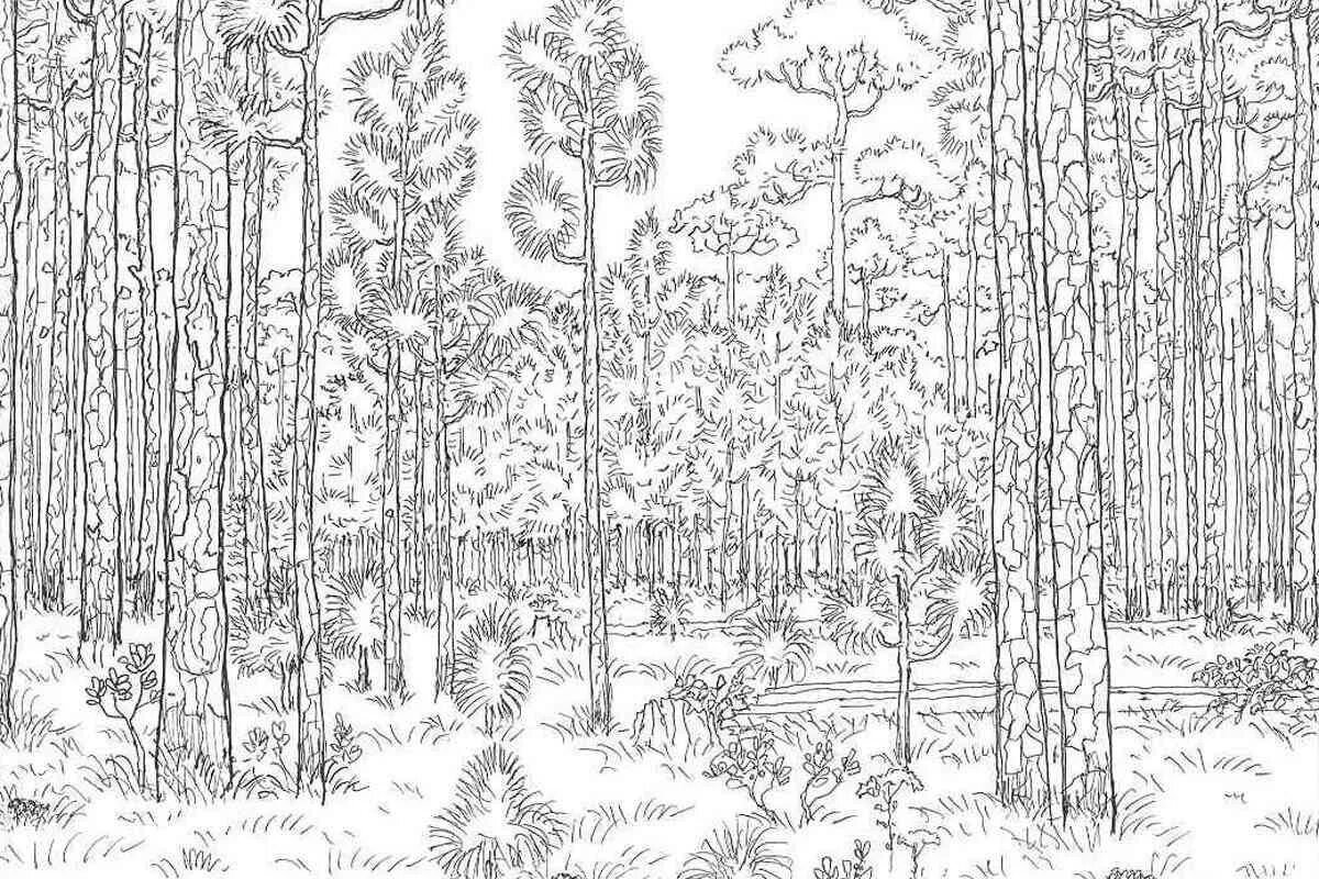 Фон природа для раскрашивания