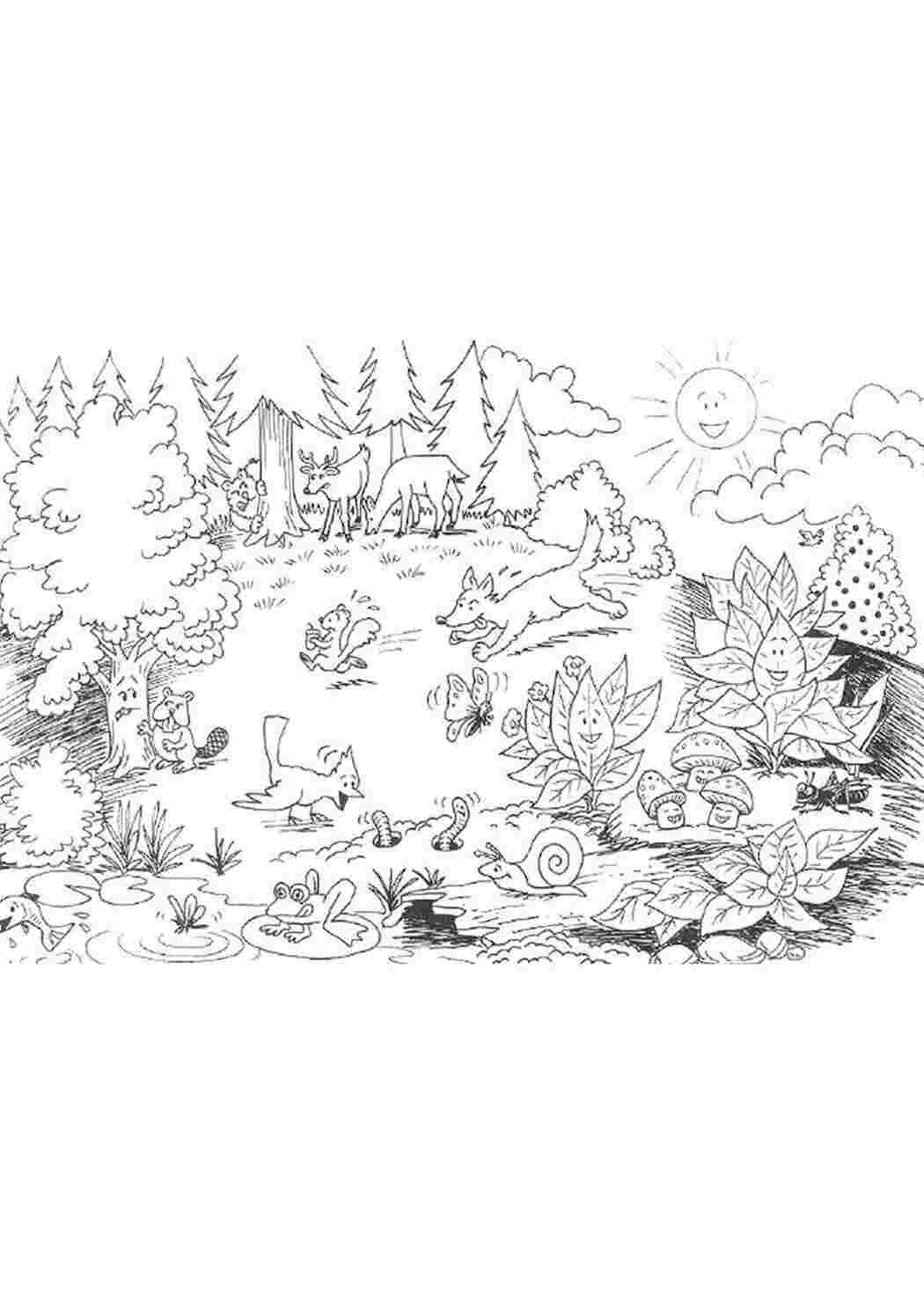 Тропинка в лесу раскраска для детей