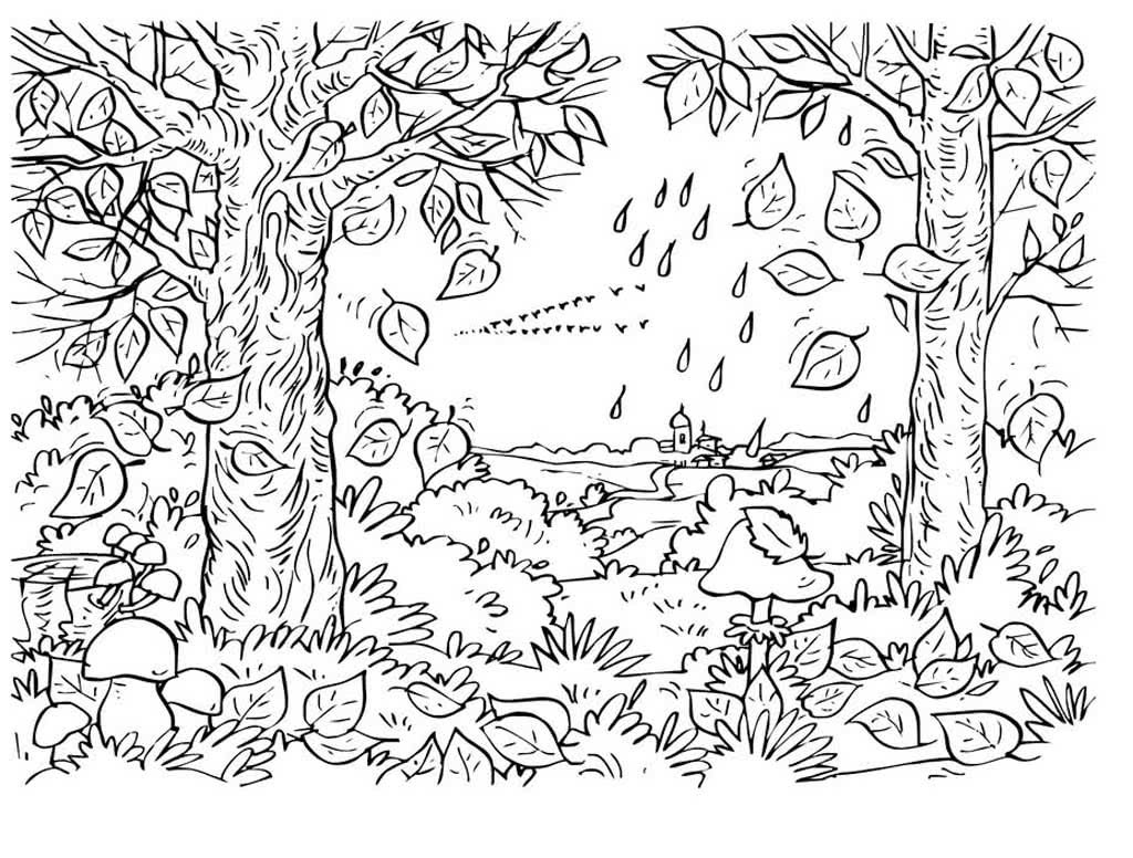 Широколиственный лес раскраска