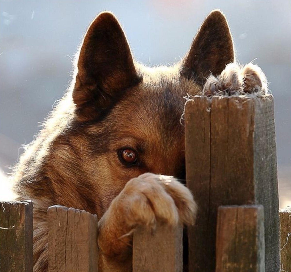 Патрик Патрикович