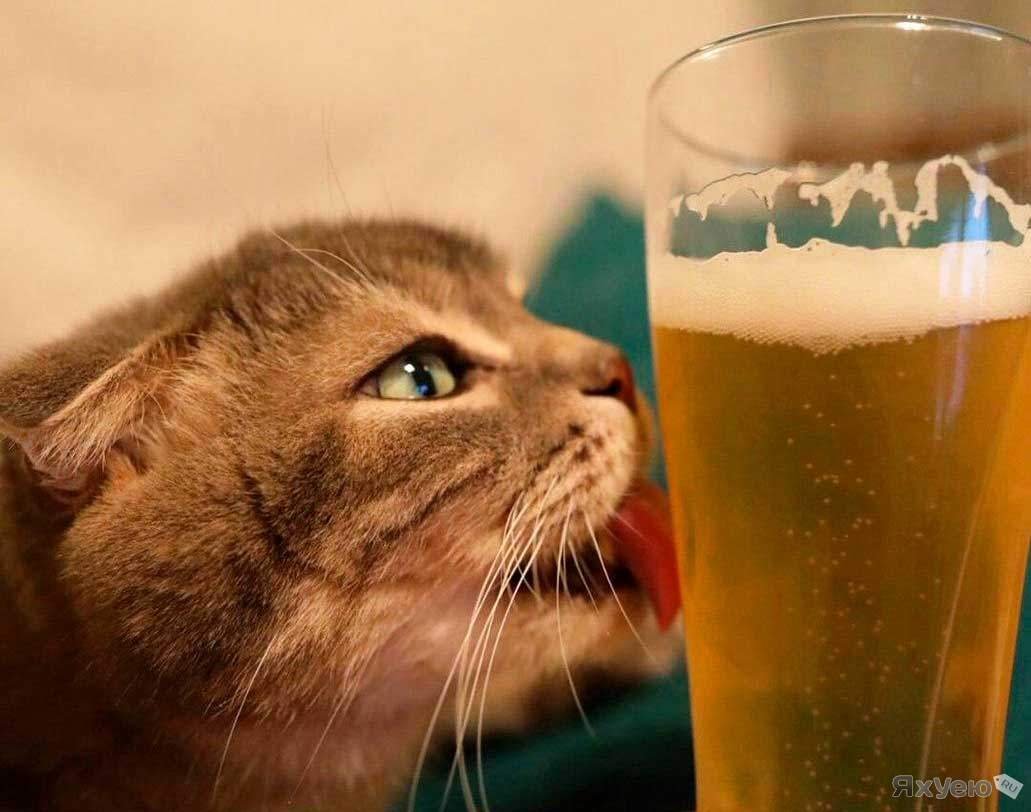 Пятничный котик