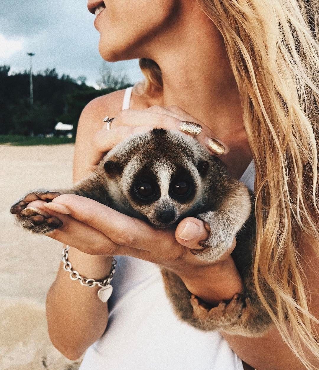 Карликовый лемур Лори