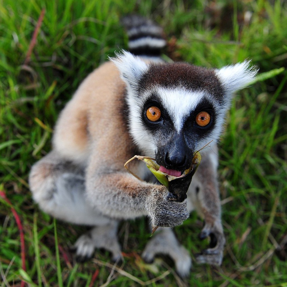 Сенегальский галаго лемур