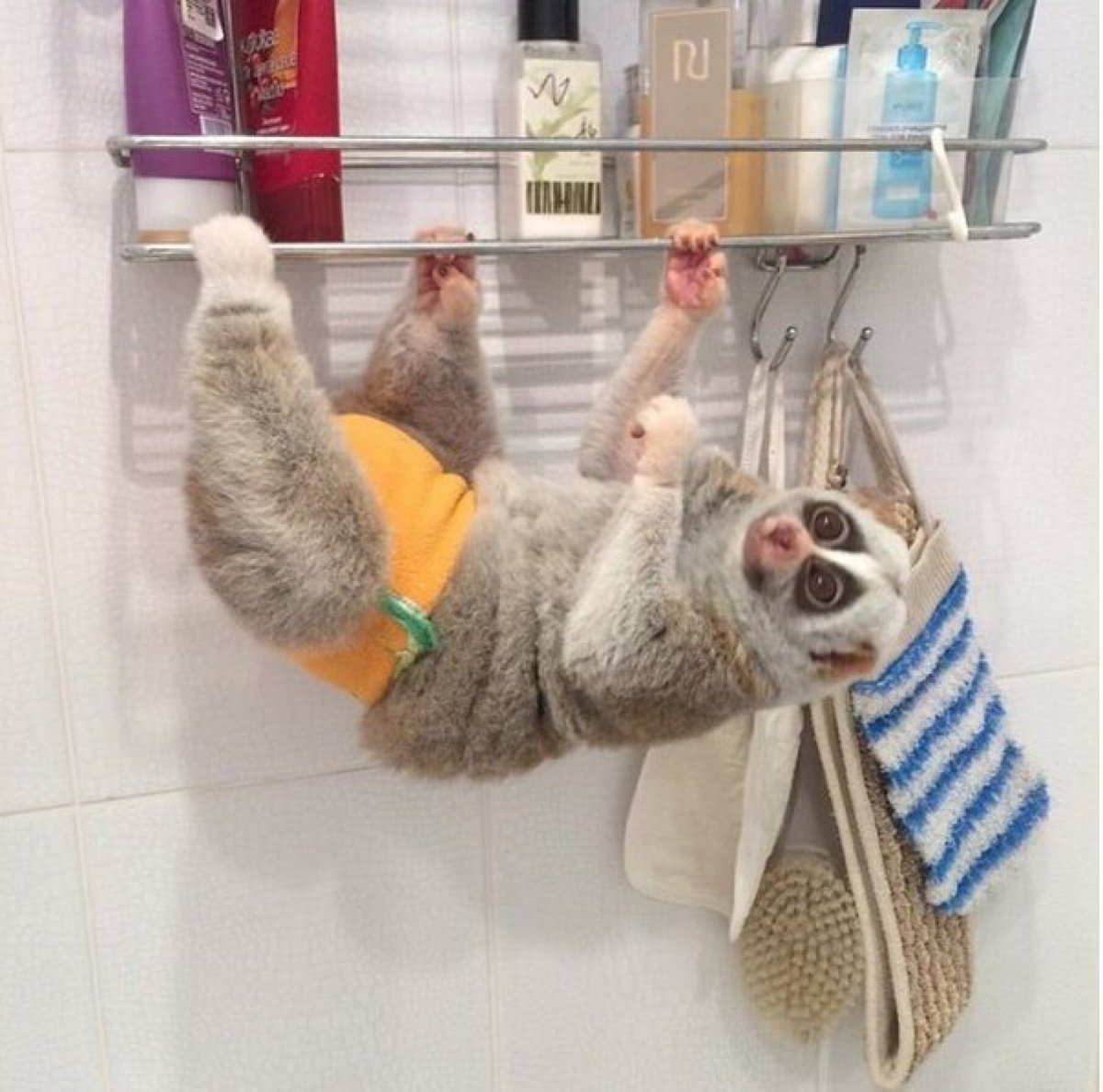 Кошачий лемур медитирует