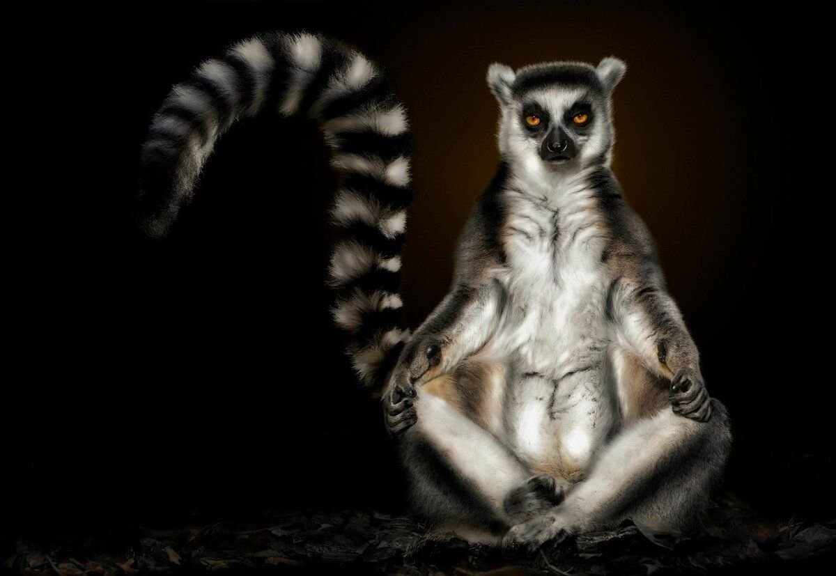 Лемуры обнимаются