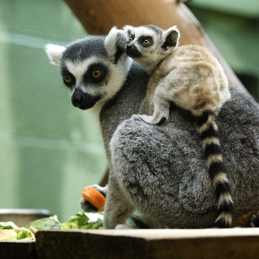 Карликовый лемур Лори