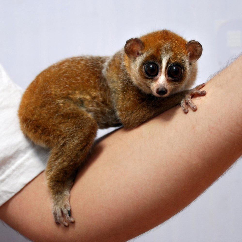 Збазиба лемур