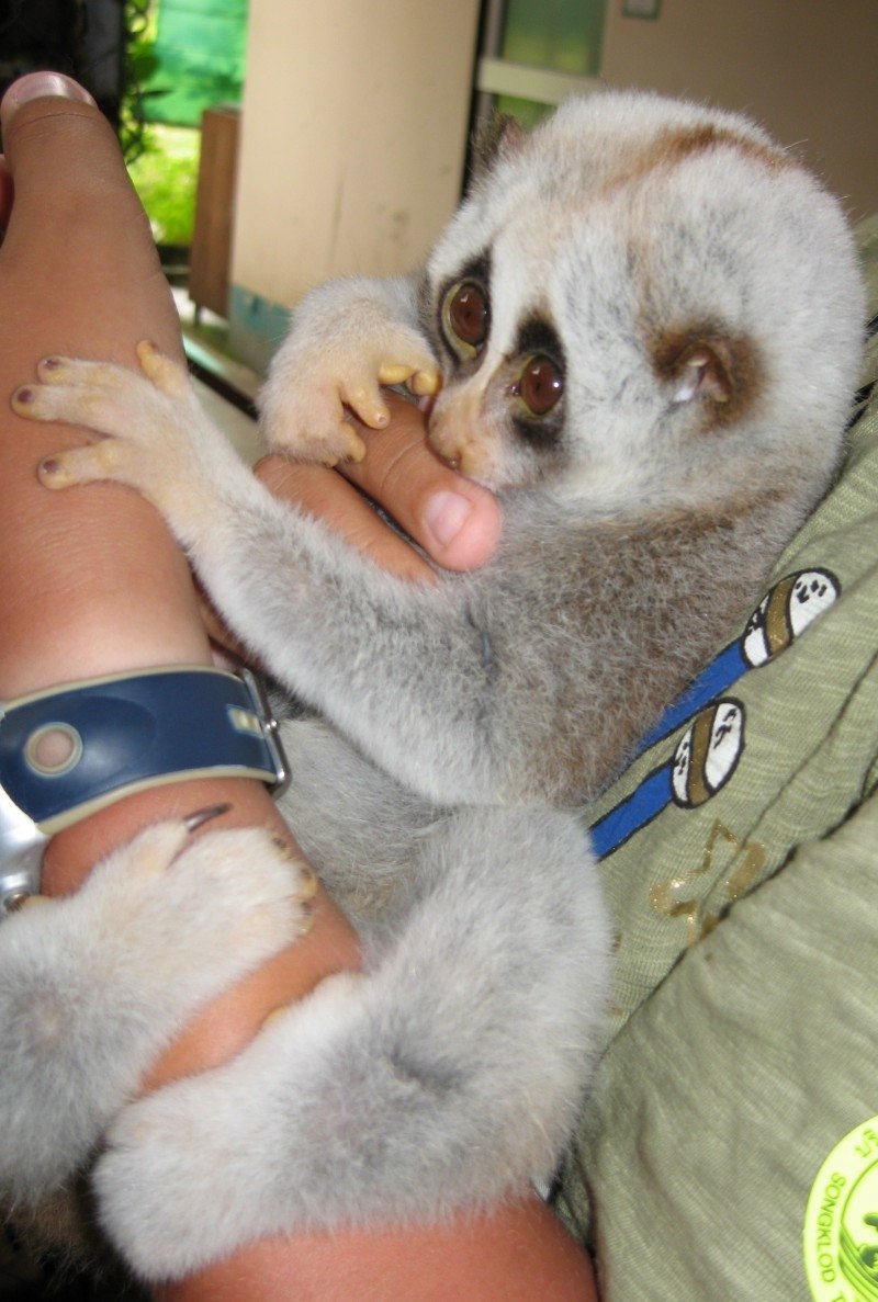 Лемур очковый