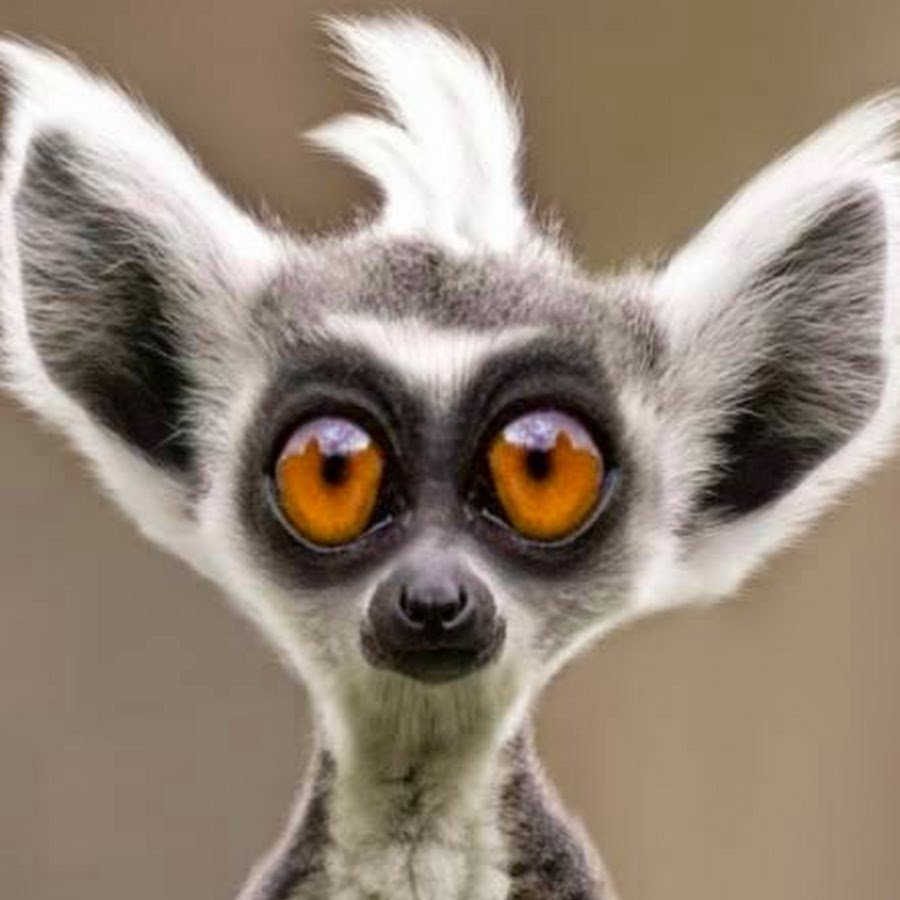 Наоми Лорд енот