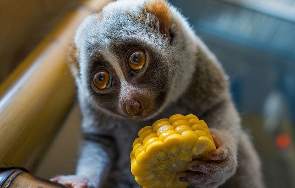 Аня Соколовская
